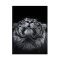 SPLENDID TIGER PAINTING Tiger-Universe