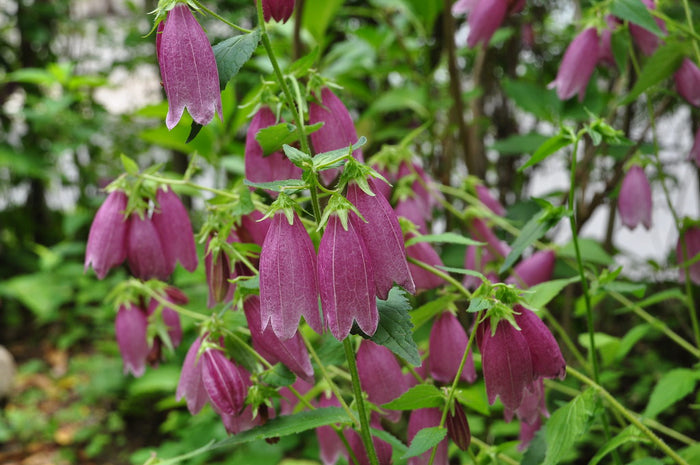 Spotted Bellflower Campanula punctata 100 Seeds