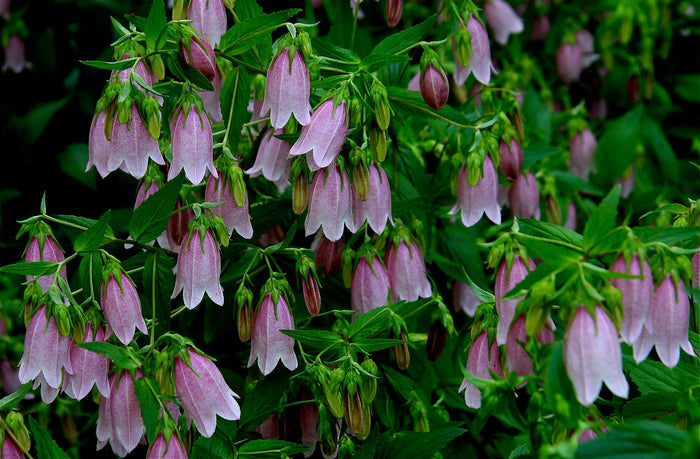 Spotted Bellflower Campanula punctata 100 Seeds