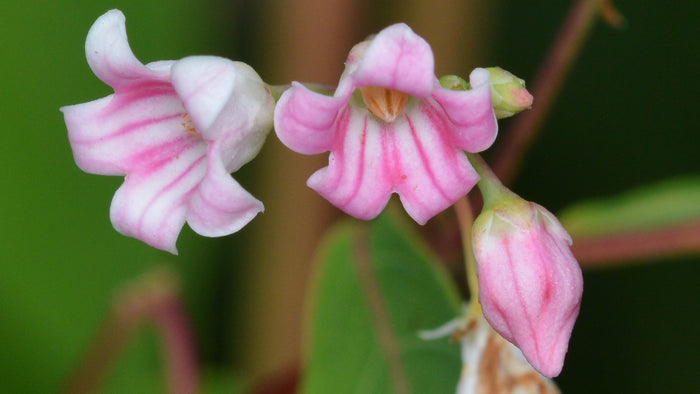 Spreading Dogbane   20 Seeds   Apocynum androsaemifolium