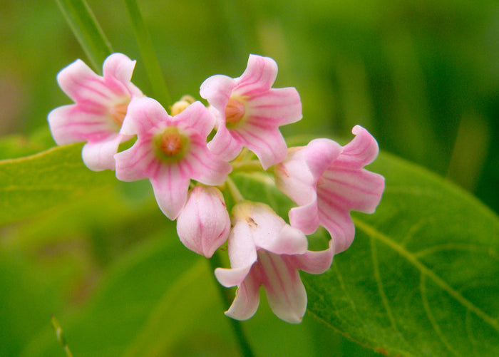 Spreading Dogbane   20 Seeds   Apocynum androsaemifolium