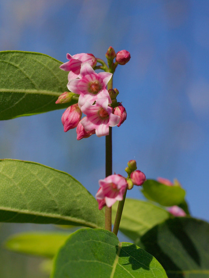 Spreading Dogbane   20 Seeds   Apocynum androsaemifolium