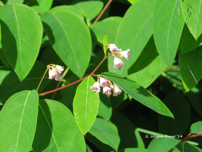 Spreading Dogbane   20 Seeds   Apocynum androsaemifolium