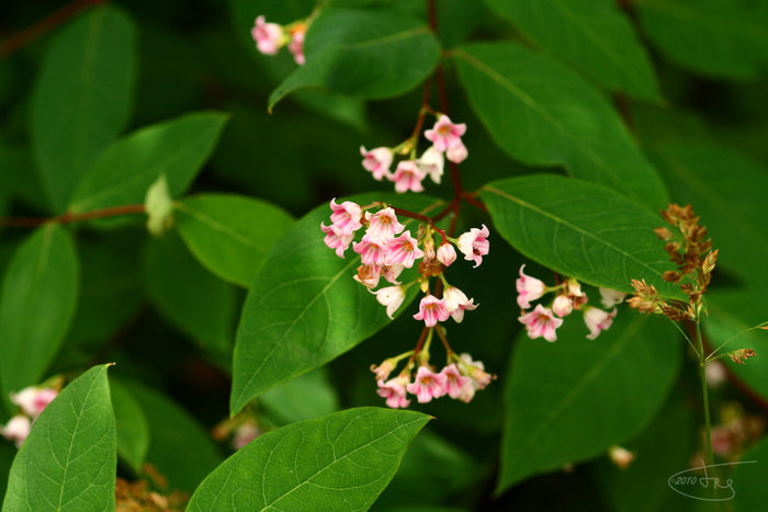 Spreading Dogbane   20 Seeds   Apocynum androsaemifolium