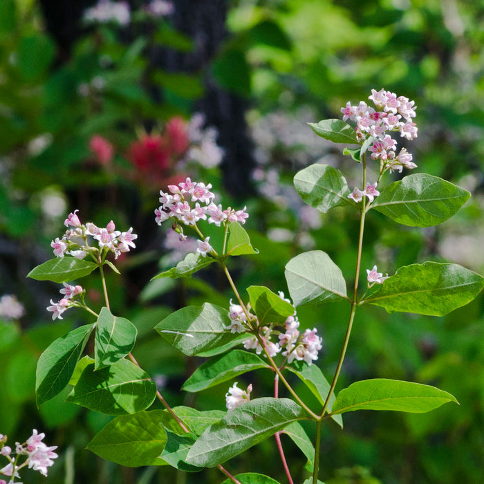 Spreading Dogbane   20 Seeds   Apocynum androsaemifolium