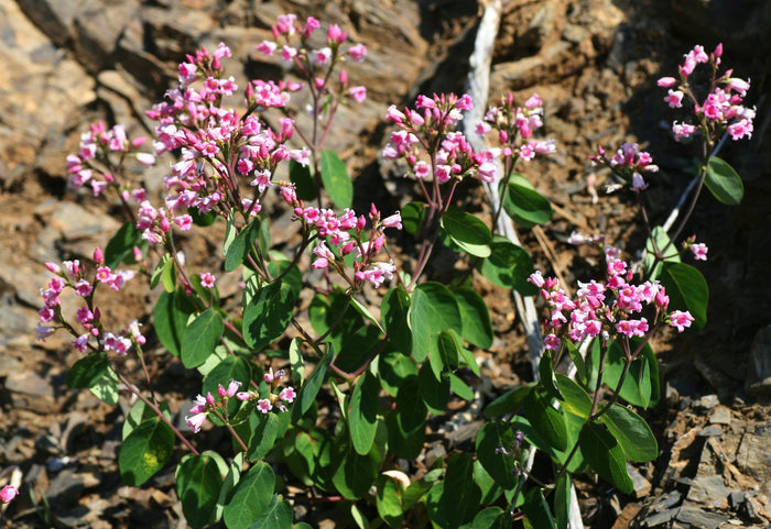Spreading Dogbane   20 Seeds   Apocynum androsaemifolium