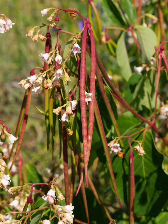 Spreading Dogbane   20 Seeds   Apocynum androsaemifolium