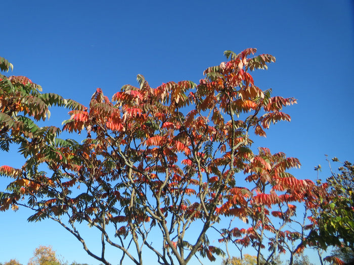 Staghorn Sumac   100 Seeds   Rhus typhina