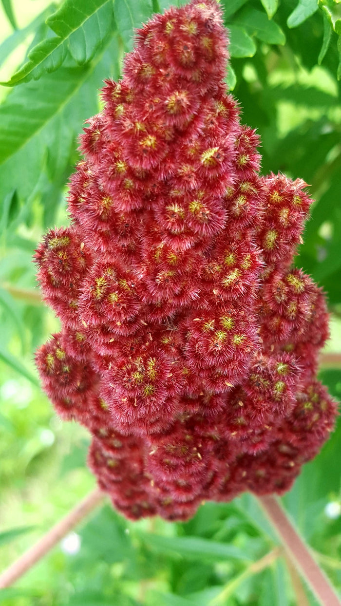 Staghorn Sumac   100 Seeds   Rhus typhina