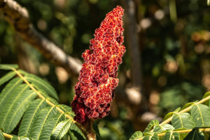 Staghorn Sumac   100 Seeds   Rhus typhina