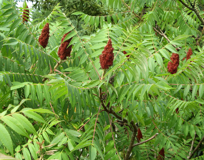 Staghorn Sumac   100 Seeds   Rhus typhina