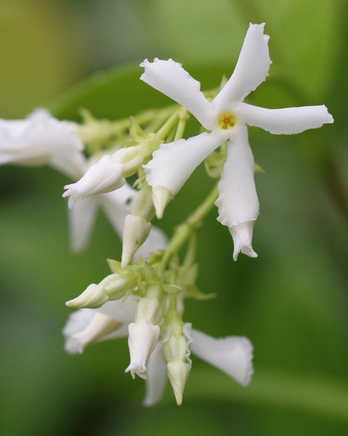 Star Jasmine   5 Seeds   Trachelospermum jasminoides
