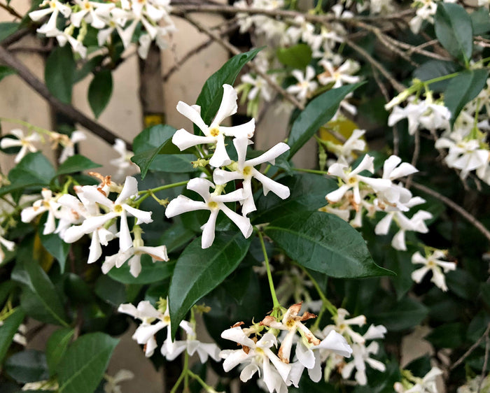 Star Jasmine   5 Seeds   Trachelospermum jasminoides
