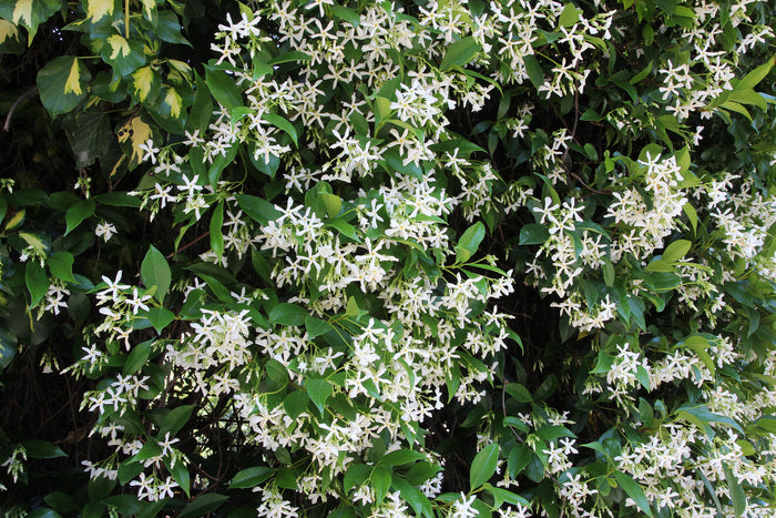 Star Jasmine   5 Seeds   Trachelospermum jasminoides