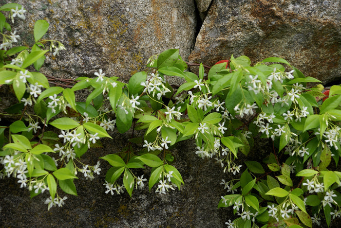 Star Jasmine   5 Seeds   Trachelospermum jasminoides