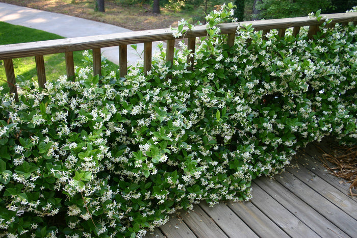 Star Jasmine   5 Seeds   Trachelospermum jasminoides