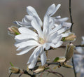 Star Magnolia  5 Seeds  Magnolia stellata