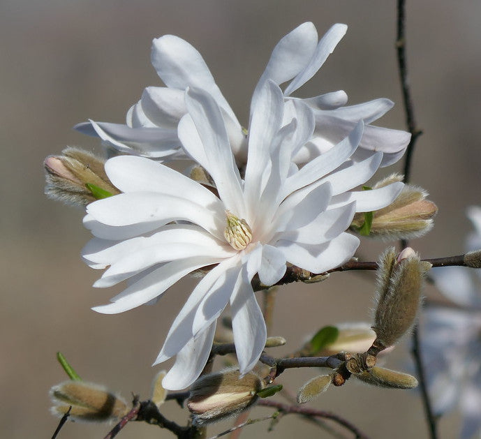 Star Magnolia  5 Seeds  Magnolia stellata