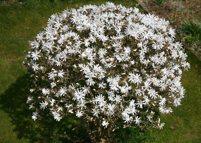 Star Magnolia  5 Seeds  Magnolia stellata