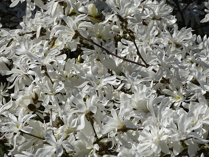 Star Magnolia  5 Seeds  Magnolia stellata