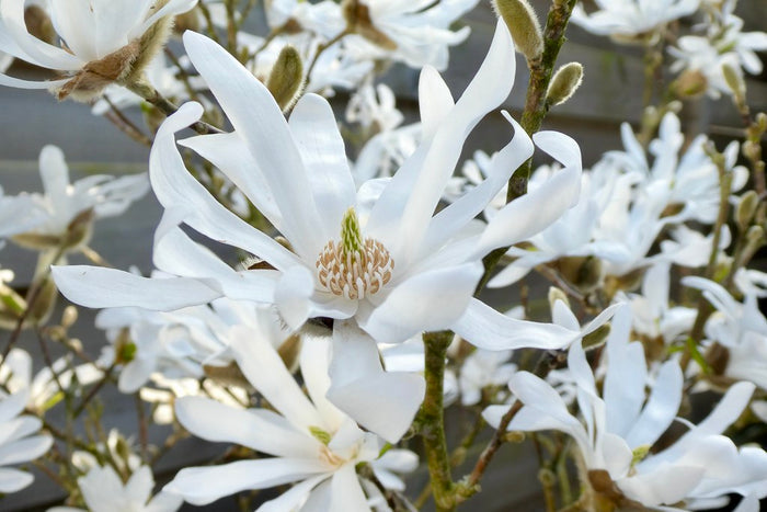 Star Magnolia  5 Seeds  Magnolia stellata