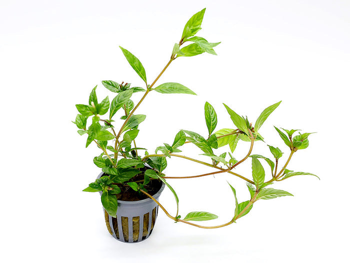 Staurogyne sp. ‘Porto Velho’ Plant – Potted