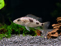 Stigmatochromis melanchros Cichlid – Locally Bred
