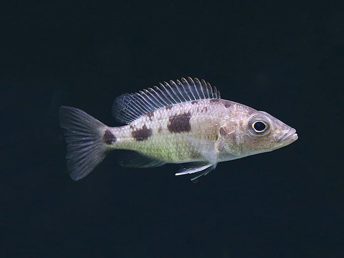 Stigmatochromis melanchros Cichlid – Locally Bred