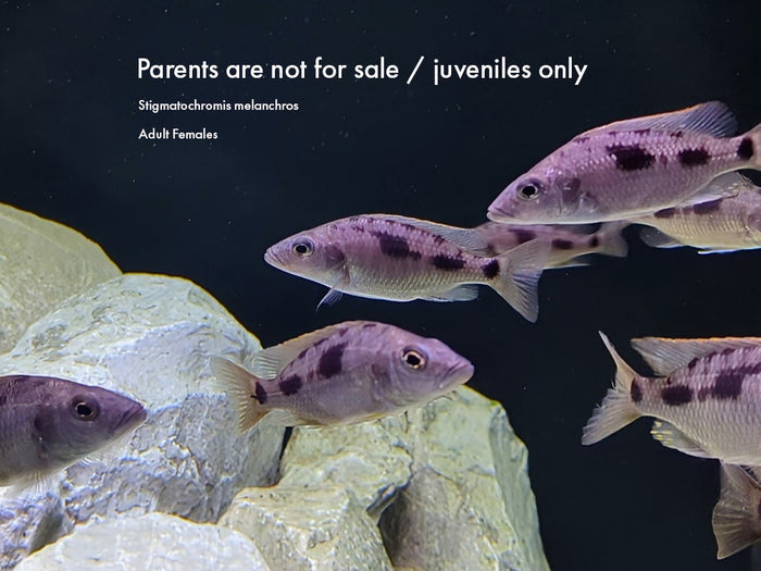 Stigmatochromis melanchros Cichlid – Locally Bred