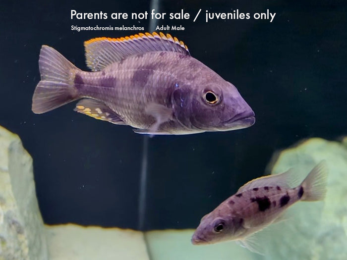 Stigmatochromis melanchros Cichlid – Locally Bred