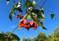 Strawberry Bush Euonymus americanus 20 Seeds