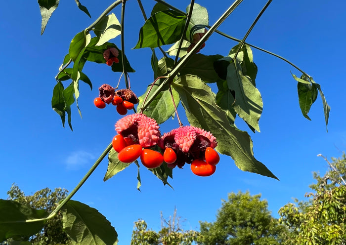 Strawberry Bush Euonymus americanus 20 Seeds