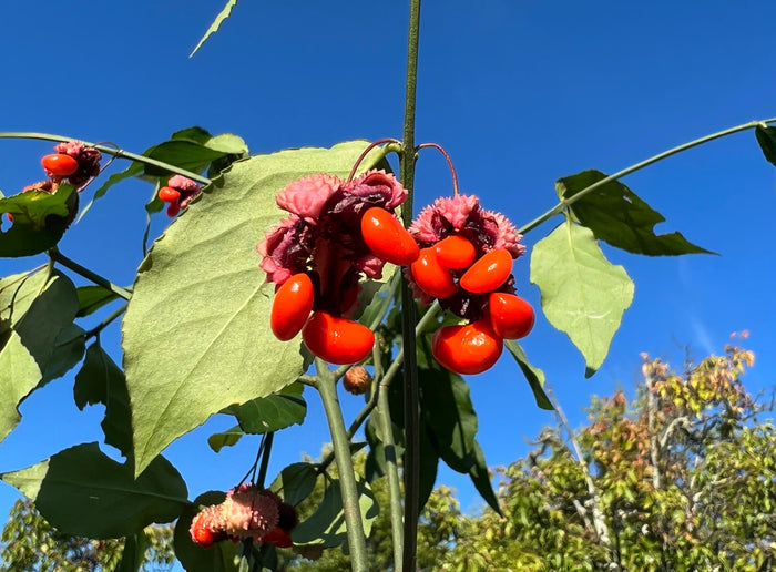 Strawberry Bush Euonymus americanus 20 Seeds