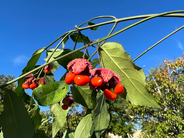 Strawberry Bush Euonymus americanus 20 Seeds