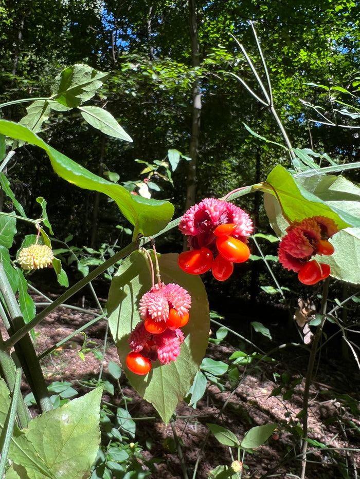 Strawberry Bush Euonymus americanus 20 Seeds