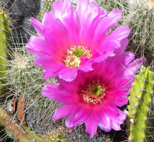 Strawberry Cactus   25 Seeds   Echinocereus stramineus