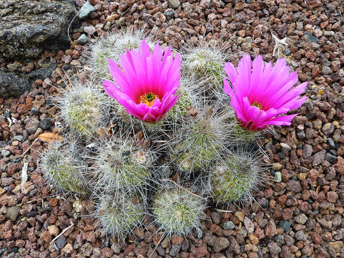 Strawberry Cactus   25 Seeds   Echinocereus stramineus