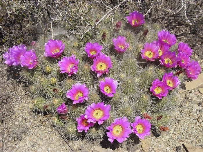 Strawberry Cactus   25 Seeds   Echinocereus stramineus