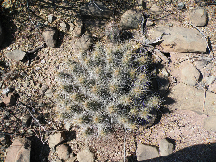 Strawberry Cactus   25 Seeds   Echinocereus stramineus