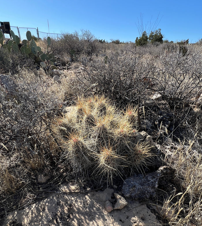 Strawberry Cactus   25 Seeds   Echinocereus stramineus
