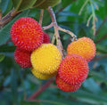 Strawberry Tree  20  Arbutus unedo