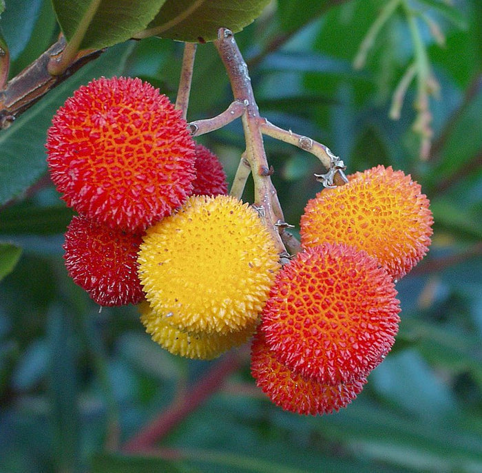 Strawberry Tree  20  Arbutus unedo
