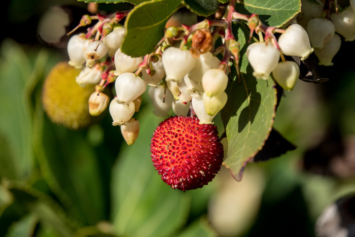 Strawberry Tree  20  Arbutus unedo