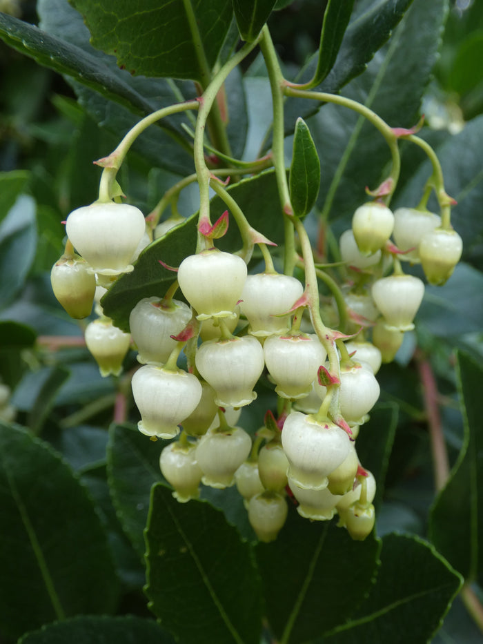 Strawberry Tree  20  Arbutus unedo