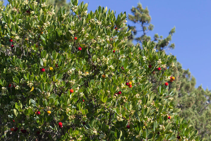 Strawberry Tree  20  Arbutus unedo