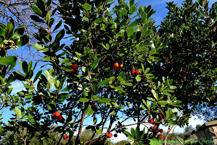 Strawberry Tree  20  Arbutus unedo