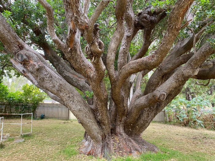 Strawberry Tree  20  Arbutus unedo