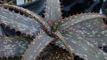 Striped Aloe  100 Seeds  Aloe branddraaiensis