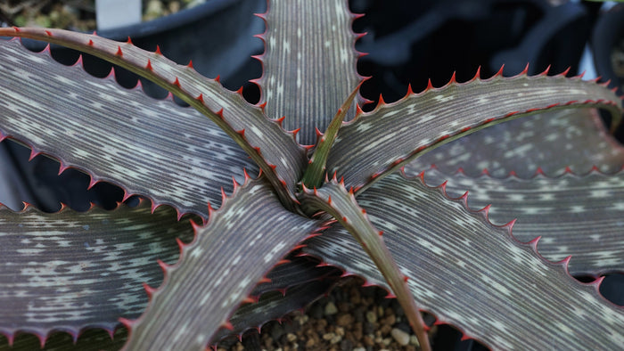 Striped Aloe  100 Seeds  Aloe branddraaiensis