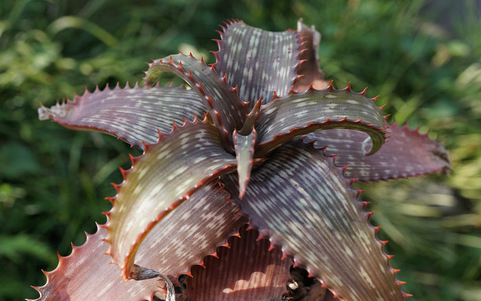 Striped Aloe  100 Seeds  Aloe branddraaiensis